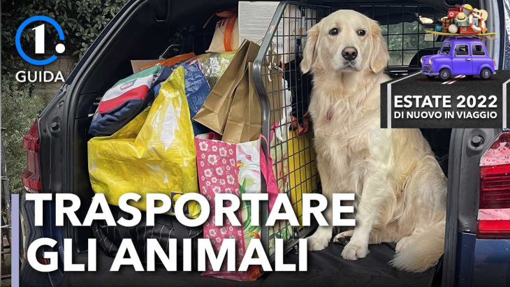 trasportare animali in auto: accessori utili e prezzi