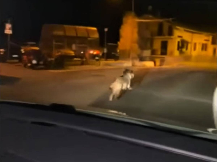 rincorre un lupo in strada con la propria auto: le immagini choc