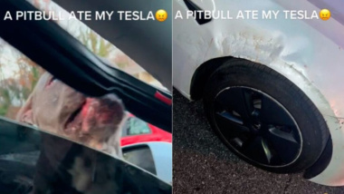 Un pitbull ha morso una Tesla Model 3 e l’ha danneggiata gravemente [VIDEO]