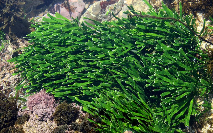 amazon, amazon punta sulle alghe per fermare il cambiamento climatico