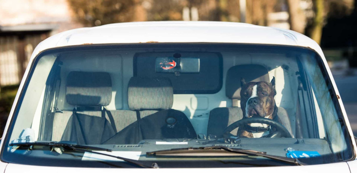 e se a guidare l'auto fosse un cane?