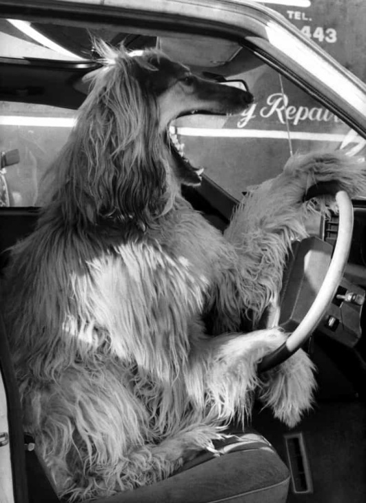 e se a guidare l'auto fosse un cane?