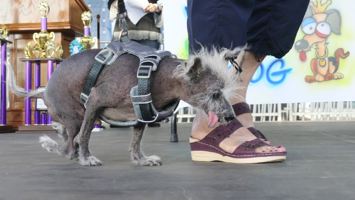 questo è scooter, il cane più brutto del mondo