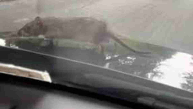 in un video divertente, un topo fa l’autostop sul cofano di una macchina e sorprende il conducente