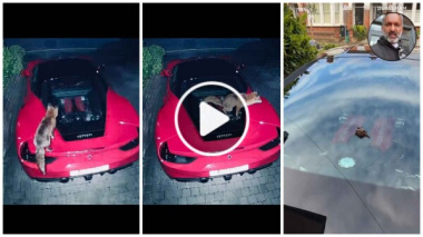 Volpe scambia una Ferrari per un water e fa la cacca sul motore: il video