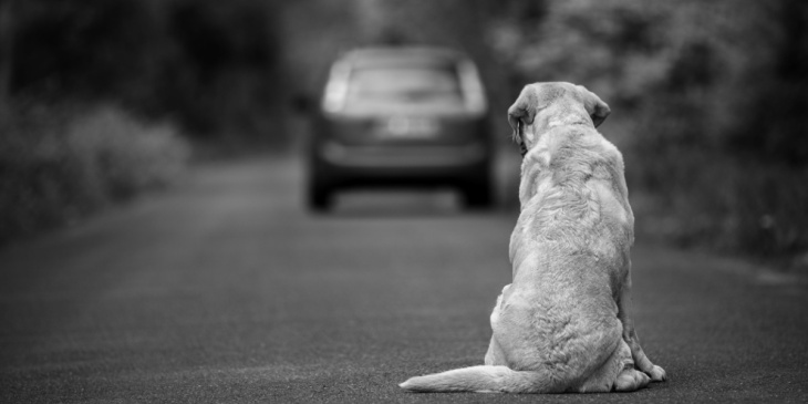 nuovo codice della strada, 7 anni di prigione per chi abbandona un cane