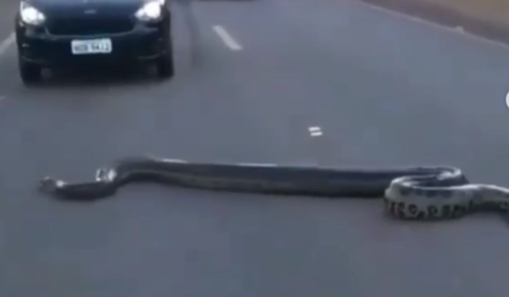 video impressionante: un serpente gigantesco ferma il traffico mentre attraversa l’autostrada