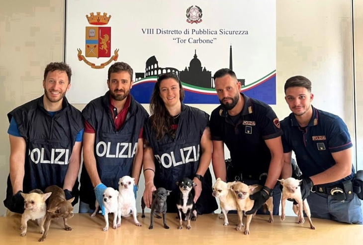 nove chihuahua abbandonati in auto a roma, i cani salvati dalla polizia: «chiusi in scatoloni». denunciata la proprietaria