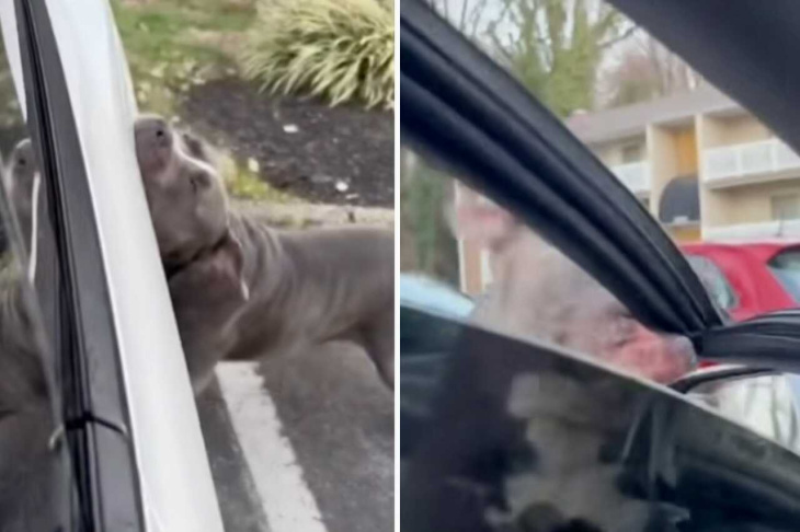 video: pitbull furioso distrugge auto tesla